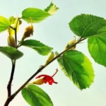 Gymnema Sylvestre Manufacturers