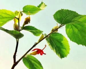 Gymnema Sylvestre Manufacturers