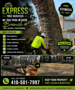 Tree Removal