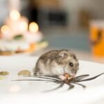 Mice Control Sydney