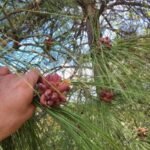 Sustainable pine pollen from boreal forests