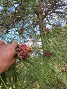 Sustainable pine pollen from boreal forests