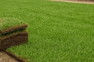 artificial grass installation dallas tx