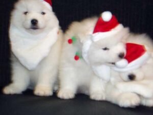 AKC Samoyed Puppies