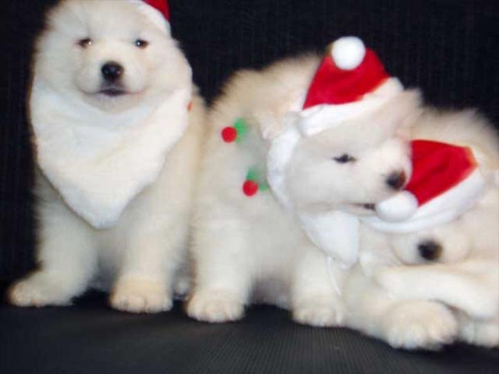 AKC Samoyed Puppies