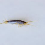 Silverfish Control Sydney