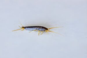 Silverfish Control Sydney