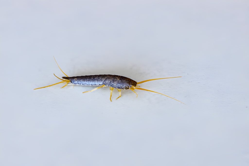 Silverfish Control Sydney