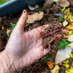 Hand holding worms in a worm composter with food waste