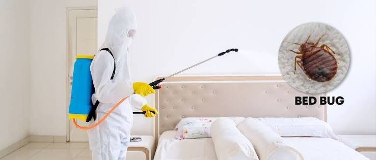 bed bugs