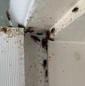 Roach Control Services In Karachi