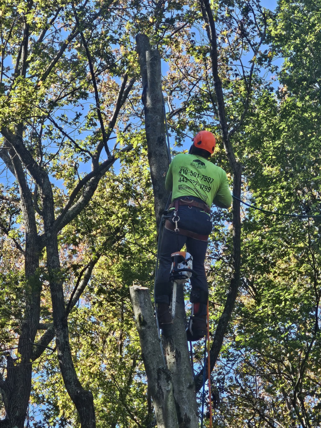 tree removal service md