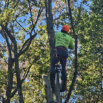 tree removal service md
