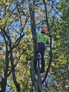 tree removal service md