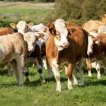 cattle lending Alberta