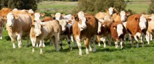 cattle lending Alberta