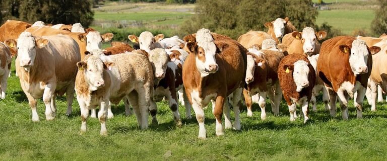 cattle lending Alberta