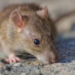 Vermin Control