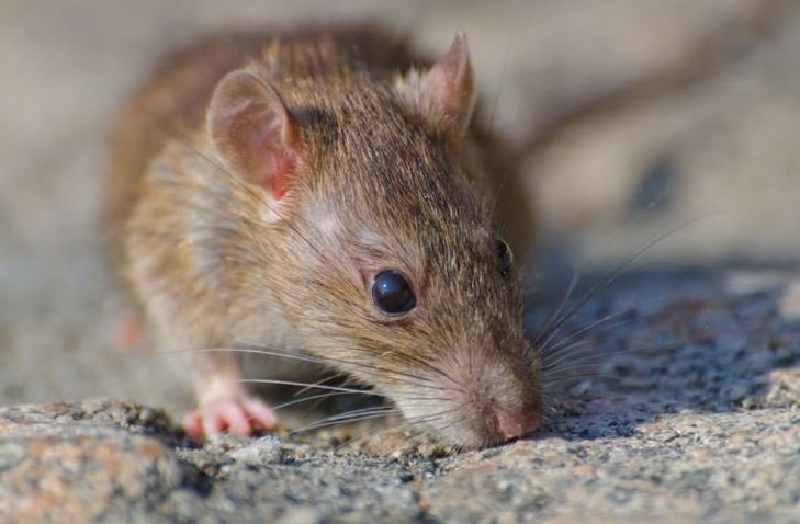 Vermin Control