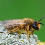 Wasp Control Sydney