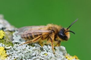 Wasp Control Sydney