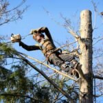Professional Tree service in Atlanta GA for Homeowners and Property Care