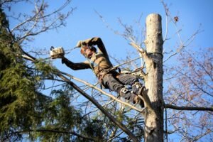 Professional Tree service in Atlanta GA for Homeowners and Property Care