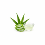 Aloe Vera Extract Manufacturers supplying quality botanical ingredients
