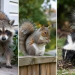 wildlife