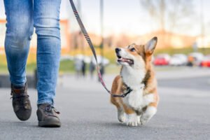 Dog Walkers