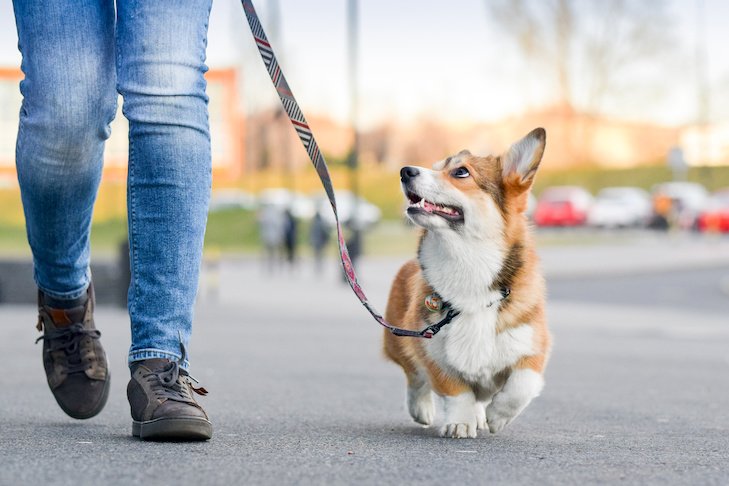 Dog Walkers