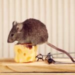 Mice and Rat