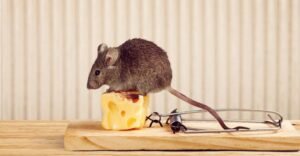 Mice and Rat