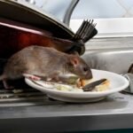 rat control Sydney